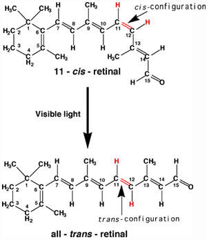 Vision and Light-Induced Molecular Changes